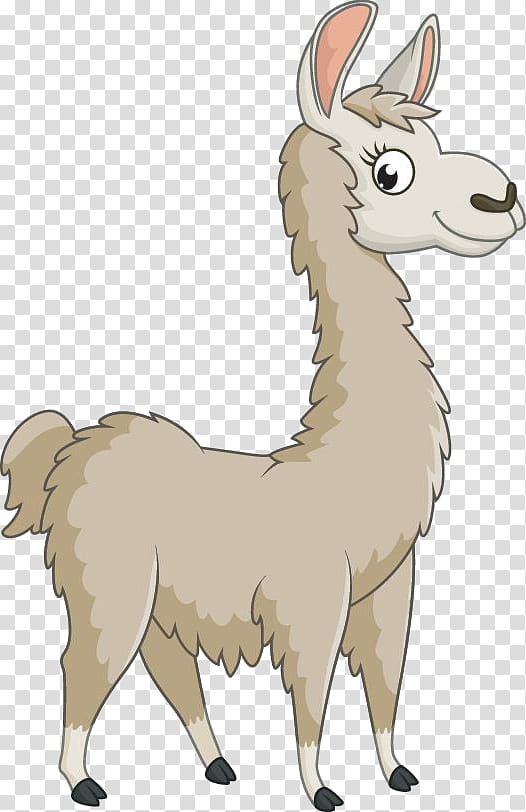 Llama, Camelid, Alpaca, Cartoon, Live, Snout, Wildlife transparent background PNG clipart