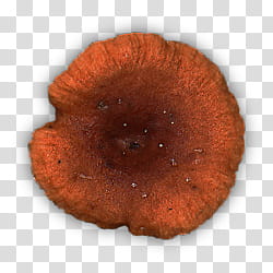 RPG Map Elements , orange mushroom transparent background PNG clipart