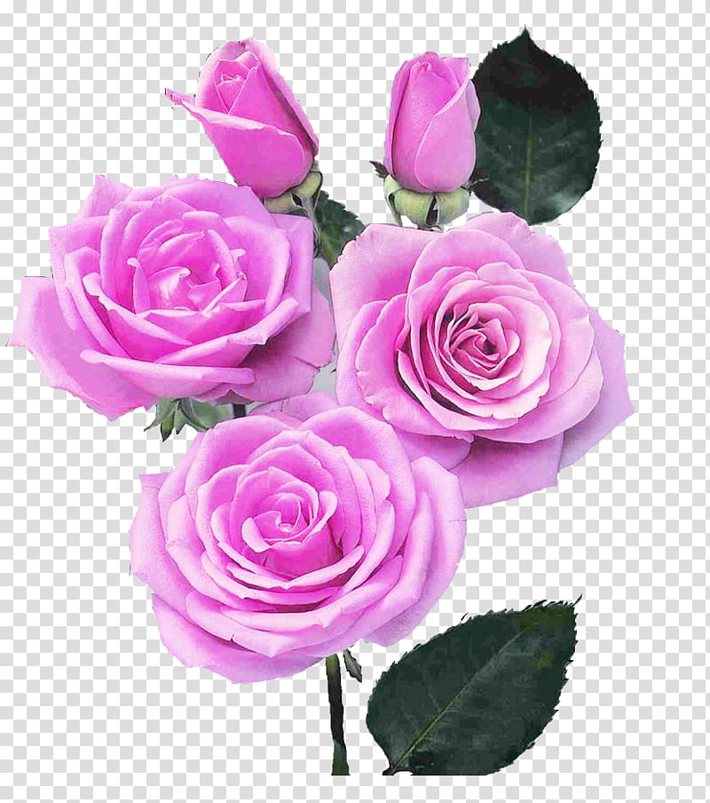 Pink Flowers, Rose, Garden Roses, Floral Design, Blue Rose, Hybrid Tea Rose, Petal, Red transparent background PNG clipart