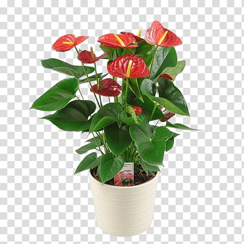 flower flowering plant anthurium plant flowerpot, Houseplant, Crown Of Thorns, Camellia, Impatiens transparent background PNG clipart