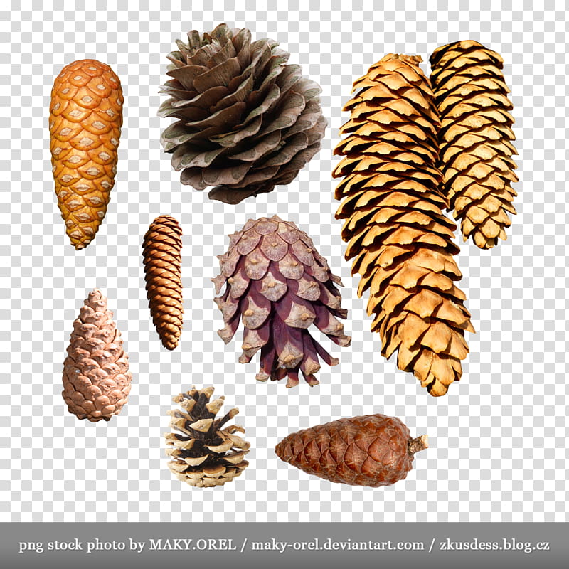 Conifer cones pine spruce and more, assorted pine cones transparent background PNG clipart