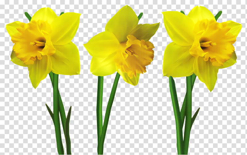 flower plant yellow petal narcissus, Cut Flowers, Amaryllis Family, Plant Stem, Amaryllis Belladonna transparent background PNG clipart