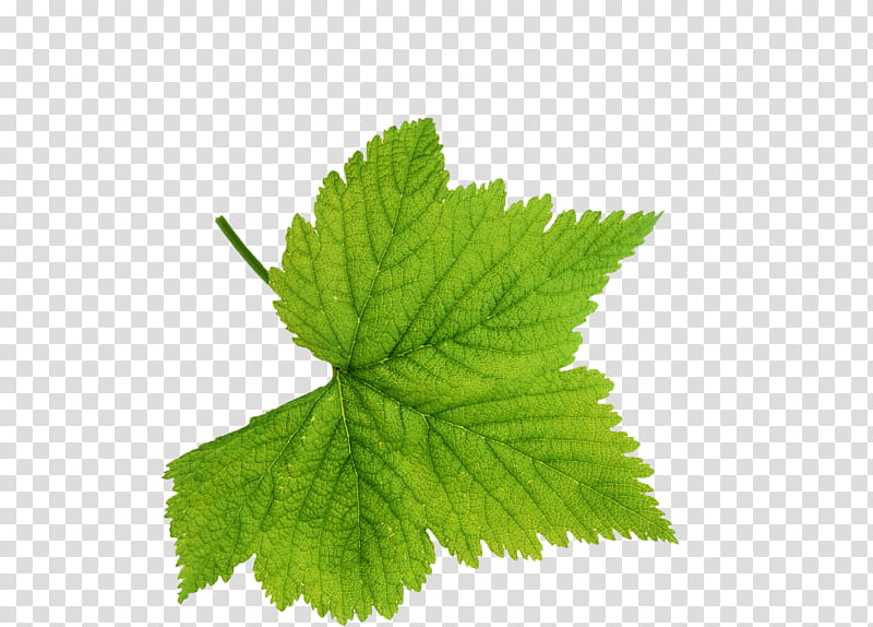 , green palmate leaf art transparent background PNG clipart