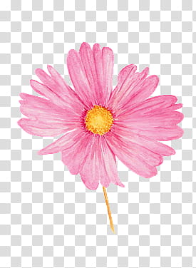 Watch, pink daisy flower art transparent background PNG clipart