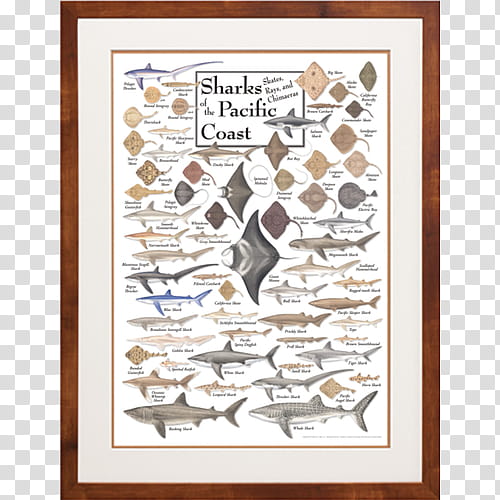 Background Poster Frame, Shark, Pacific Northwest, Text, Artist, Frames, Tube, Cartoon transparent background PNG clipart