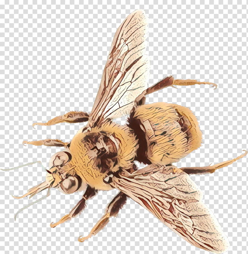 Bee, Insect, Membrane, Eumenidae, Stable Fly, Pest, Membranewinged Insect, Tachinidae transparent background PNG clipart