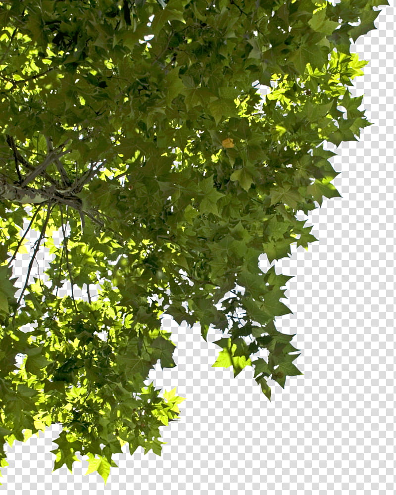 green-leafed trees during daytime transparent background PNG clipart