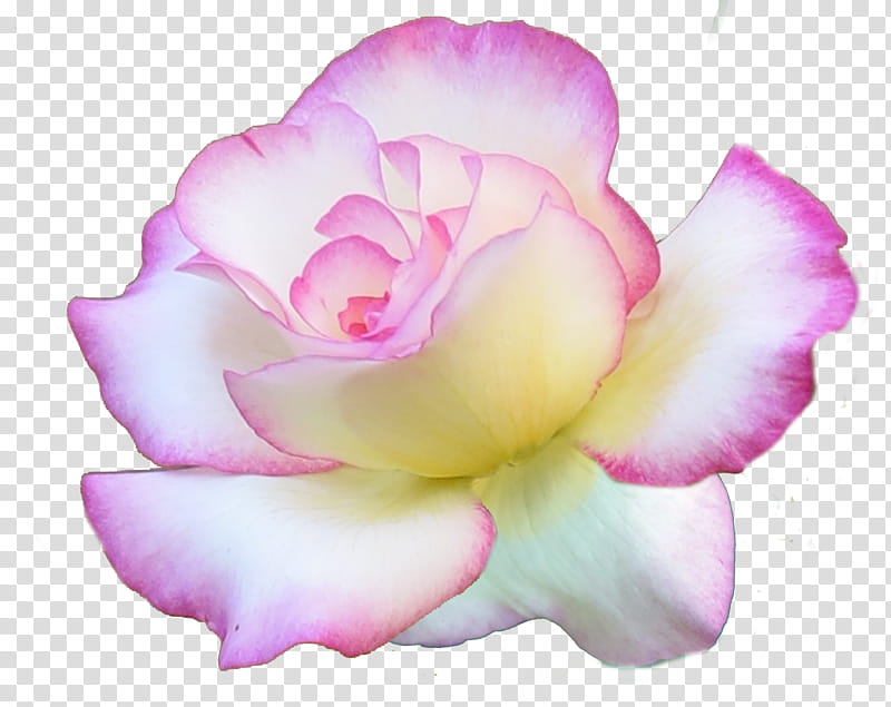 Pink Rose Set, white and purple-petaled flower transparent background PNG clipart