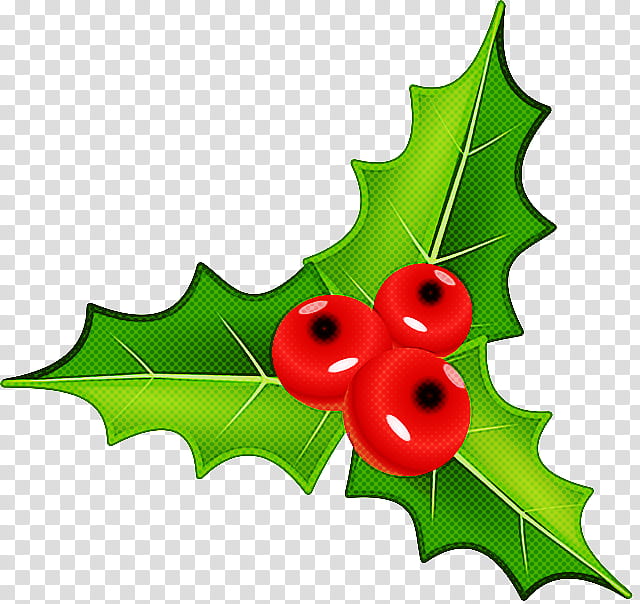 Holly, Leaf, American Holly, Plant, Hollyleaf Cherry, Flower, Tree, Flowering Plant transparent background PNG clipart