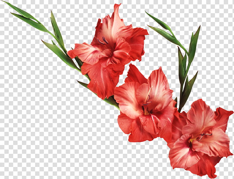 Pink Flower, Gladiolus, Iris Family, Irises, Birth Flower, Plant, Cut Flowers, Petal transparent background PNG clipart