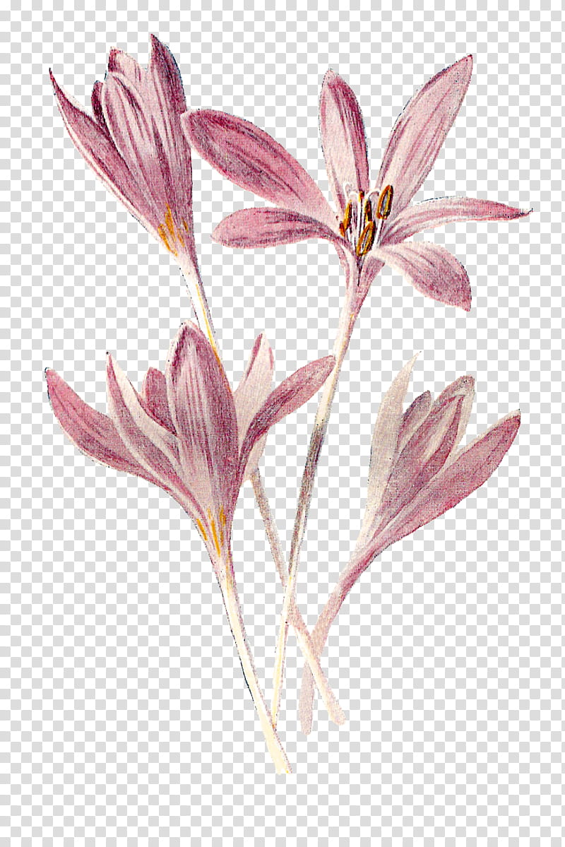 Saffron Flower, Crocus, Petal, Wildflower, Plant Stem, Collage, Pedicel, Clusterlilies transparent background PNG clipart
