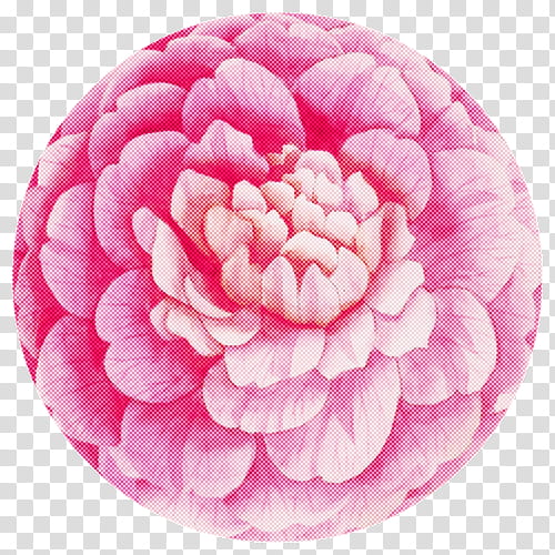 pink petal plate flower plant, Zinnia, Camellia, Dishware transparent background PNG clipart