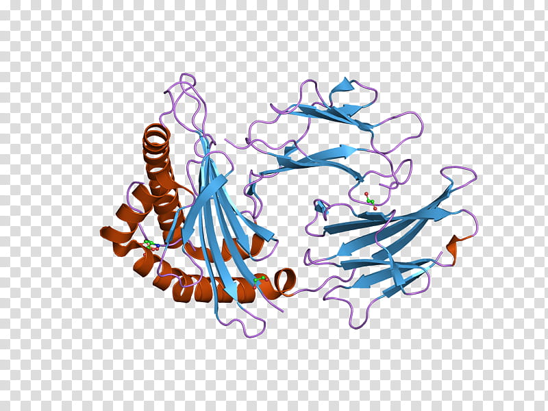 Human Leukocyte Antigen Text, Beta2 Microglobulin, Hlaa, Mhc Class I, Major Histocompatibility Complex, Hlag, Hlab, Hlaa02 transparent background PNG clipart