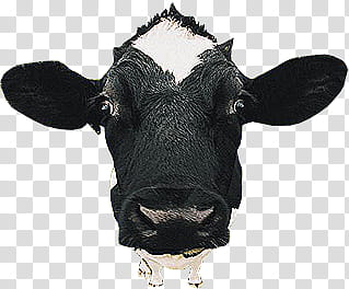 , black cattle head art transparent background PNG clipart