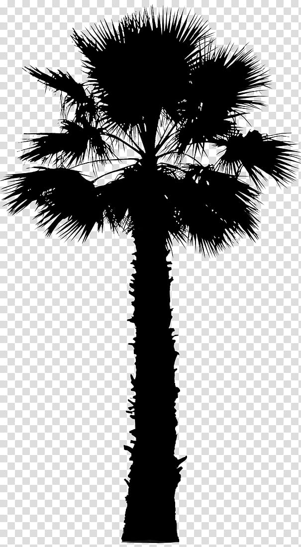 Oak Tree Silhouette, Asian Palmyra Palm, Palm Trees, California Palm, Sticker, Coconut, Borassus, Desert Palm transparent background PNG clipart