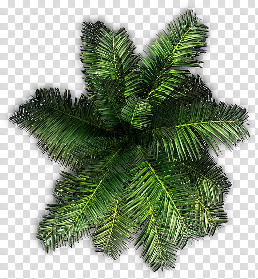 Black And White Flower, Saribus Rotundifolius, Palm Trees, Areca Palm, Pine, Plants, Coconut, Livistona transparent background PNG clipart