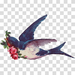 , barn swallow carrying pink rose flowers illustration transparent background PNG clipart