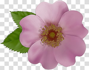 Rose transparent background PNG cliparts free download