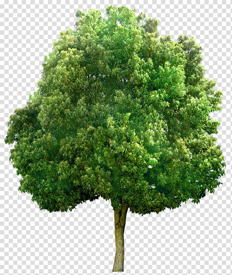 Green Grass, Tree, Plane Trees, Plant, Woody Plant, Flower, Leaf, Arbor Day transparent background PNG clipart