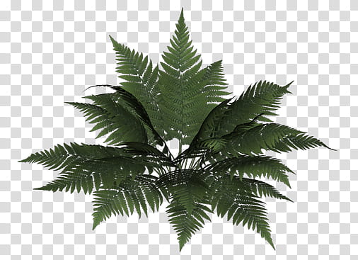 green Boston fern transparent background PNG clipart