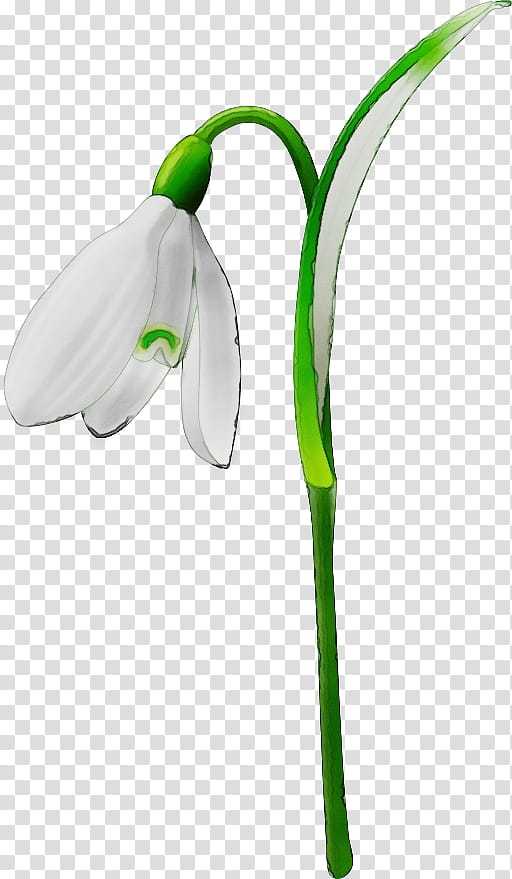 snowdrop flower green plant galanthus, Watercolor, Paint, Wet Ink, Flowering Plant, Amaryllis Family, Gadget, Arum Family transparent background PNG clipart