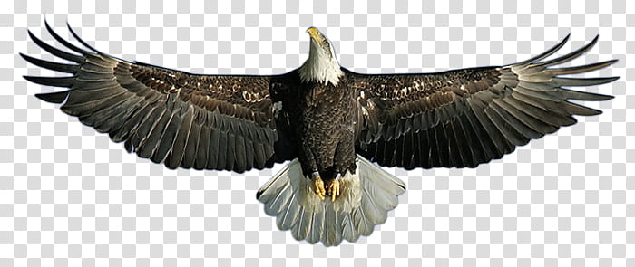 USA, black and white bald eagle transparent background PNG clipart