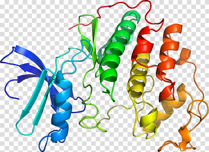 Vegetable, Srpk1, Serineargininerich Splicing Factor 1, Sr Protein, Kinase, Clk1, Phosphorylation, Serinethreoninespecific Protein Kinase transparent background PNG clipart