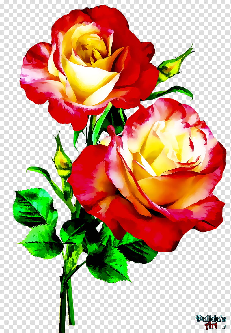 Roses a, red flower transparent background PNG clipart
