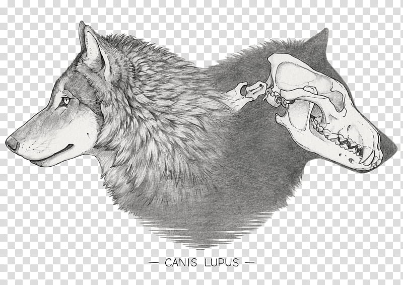 Wolf Drawing, Dog, Artist, Hoodie, African Wild Dog, Aullido, Animal, Wildlife transparent background PNG clipart