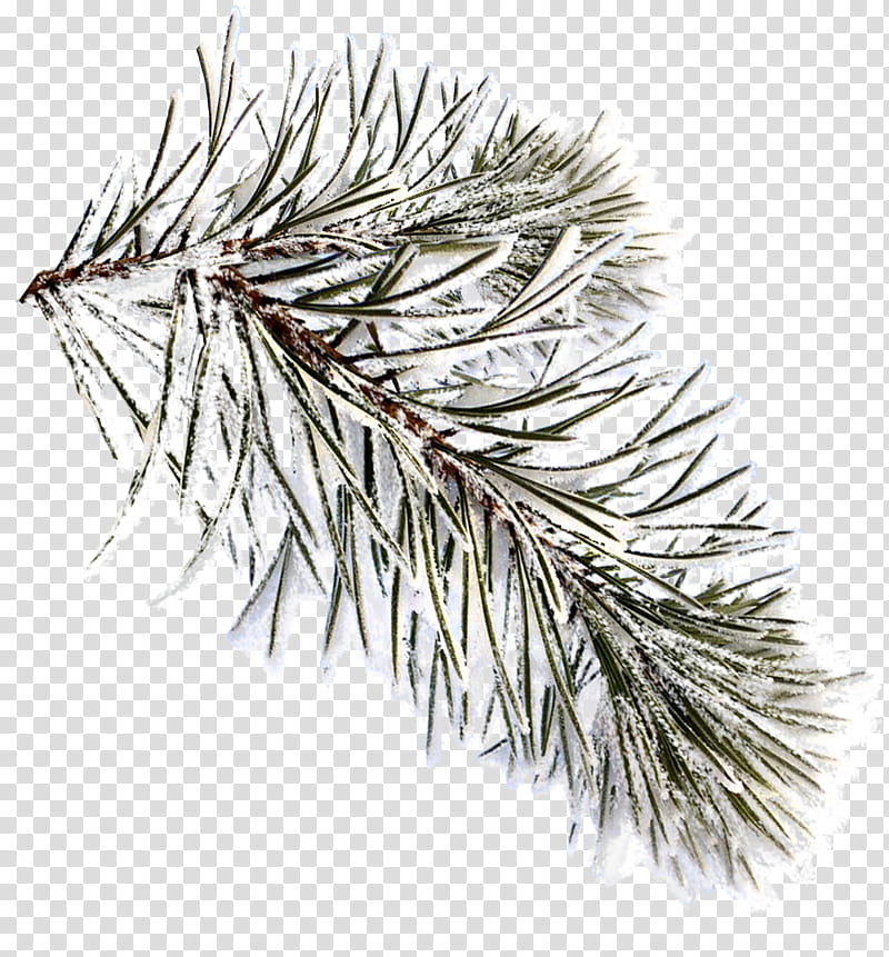 Fir, leaf tree filled with snow transparent background PNG clipart