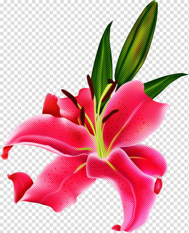 flower lily petal plant pink, Red, Stargazer Lily, Leaf transparent background PNG clipart