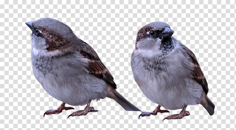 bird beak sparrow house sparrow perching bird, Songbird, Junco transparent background PNG clipart