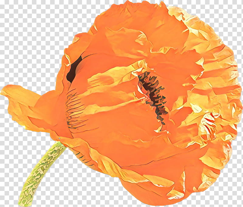 Orange, Cartoon, Yellow, Flower, Plant, Poppy Family, Petal, Coquelicot transparent background PNG clipart