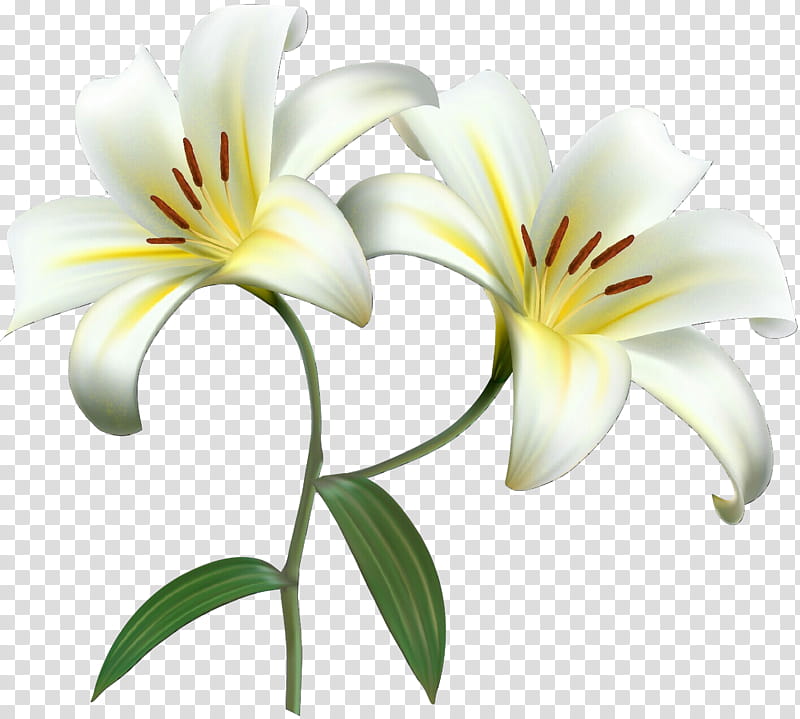 Easter Lily, Flower, Madonna Lily, Actor, Cut Flowers, Drawing, Lily Collins, Blind Side transparent background PNG clipart