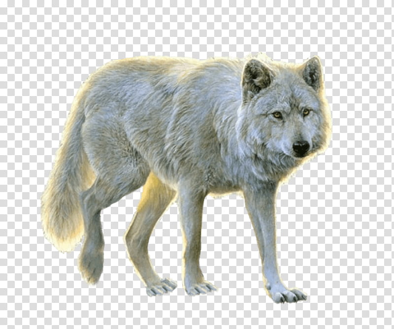 Wolf Drawing, Dog, Arctic Wolf, Alaskan Tundra Wolf, Black Wolf, Wildlife, Coyote, Red Wolf transparent background PNG clipart