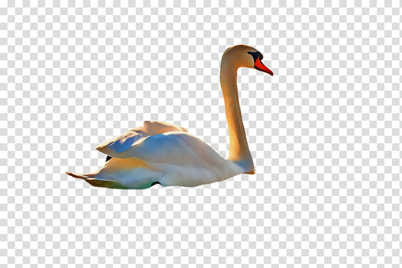 Feather, Swan, Bird, Water Bird, Ducks Geese And Swans, Waterfowl, Beak, Tundra Swan transparent background PNG clipart