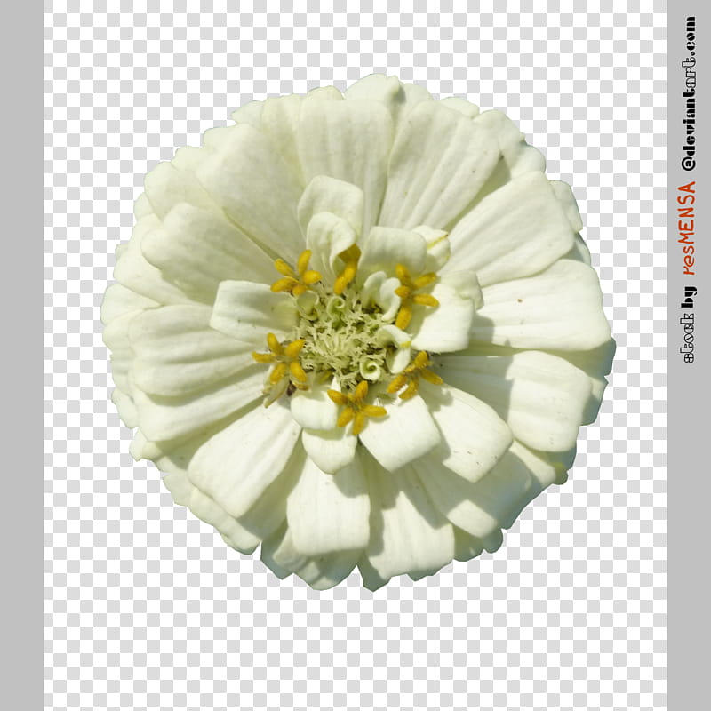 Zinnia mix , white petaled flower transparent background PNG clipart