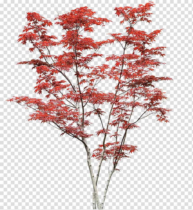 tree plant flower red woody plant, Watercolor, Paint, Wet Ink, Branch, Leaf, Cut Flowers, Maple transparent background PNG clipart