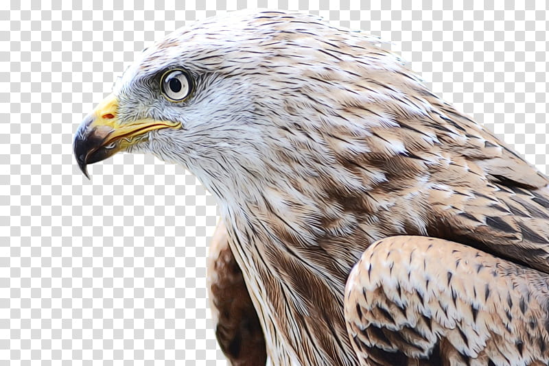Sea Bird, Falcon, Hawk, Bird Of Prey, Eagle, Red Kite, Animal, Beak transparent background PNG clipart