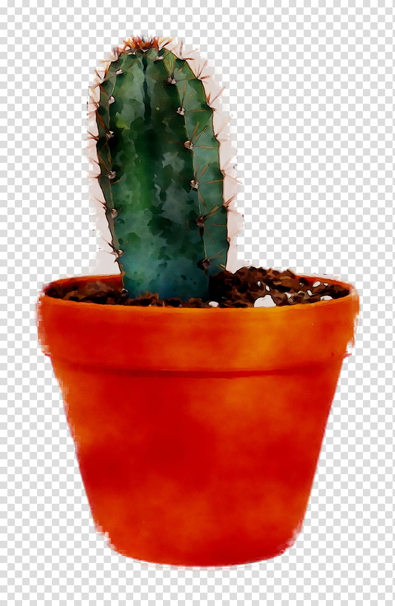 Cactus, Echinocereus, Flowerpot, Houseplant, Acanthocereus Tetragonus, Thorns Spines And Prickles, Terrestrial Plant, Caryophyllales transparent background PNG clipart