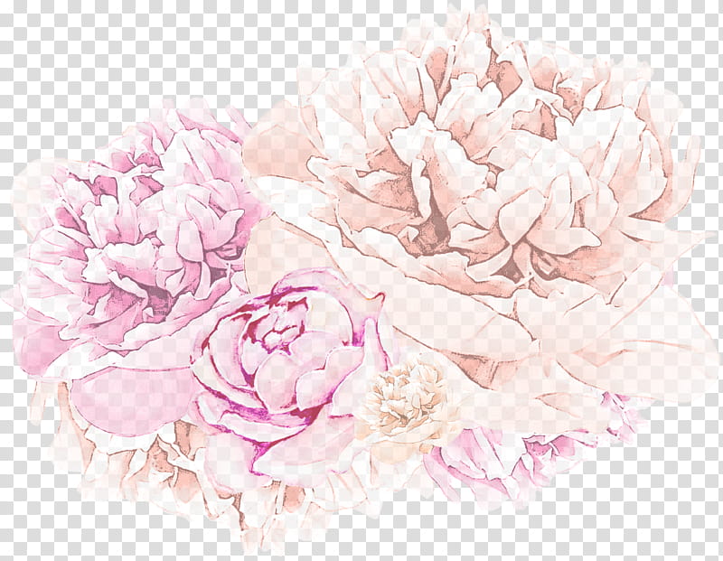 pink flower petal common peony plant, Cut Flowers, Flowering Plant, Chinese Peony transparent background PNG clipart