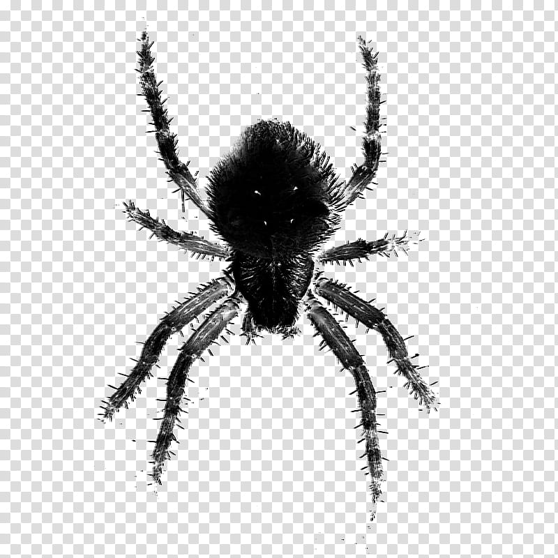 HALLOWEEN O, black spider illustration transparent background PNG clipart