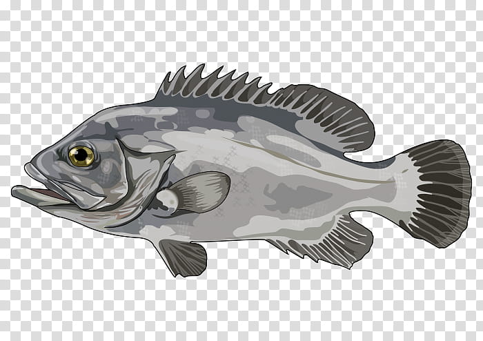 Fish, Atlantic Wreckfish, Canary Islands, Dolphin, Grouper, White Grouper, Flora, Wreckfishes transparent background PNG clipart