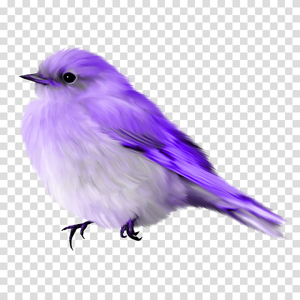 blue and white bird illustration transparent background PNG clipart