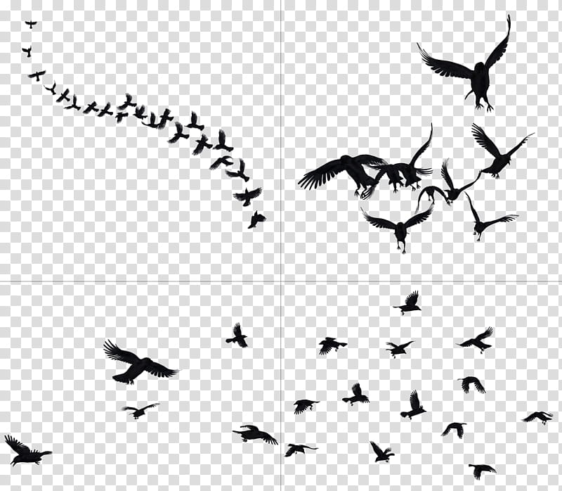 Crows In Flight , black bird art collage transparent background PNG clipart