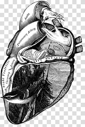 heart illustration transparent background PNG clipart thumbnail