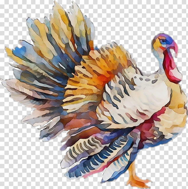 Feather, Watercolor, Paint, Wet Ink, Bird, Turkey, Beak, Wild Turkey transparent background PNG clipart