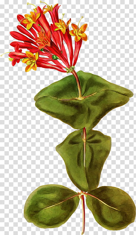 flower plant leaf houseplant terrestrial plant, Anthurium, Plant Stem, Flowerpot, Honeysuckle transparent background PNG clipart