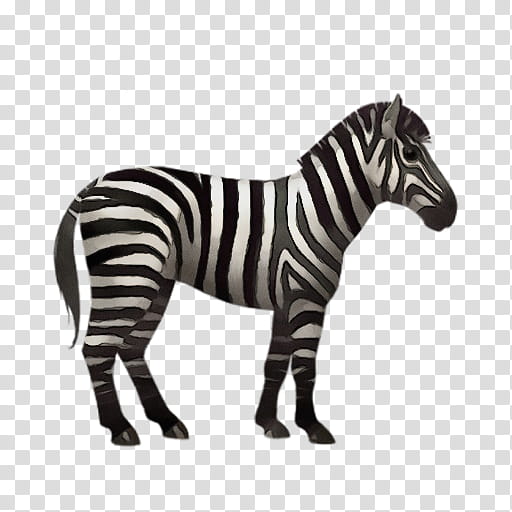 Zebra, Quagga, Mustang, Mane, Neck, Animal, Meter, Horse transparent background PNG clipart