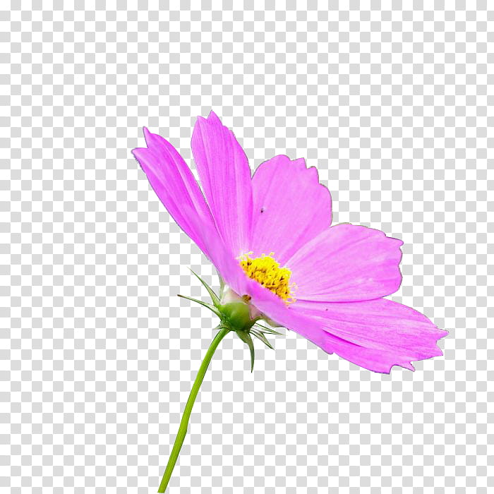 Flowers, pink cosmos flower illustration transparent background PNG clipart